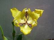 Cypella aquatica